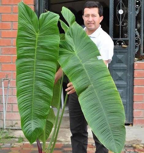 Philodendron Sharoniae leaf details and texture – healthy indoor plant