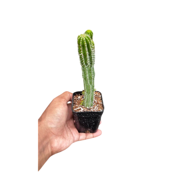 Acanthocereus Tetragonus - Fairy Castle Cactus