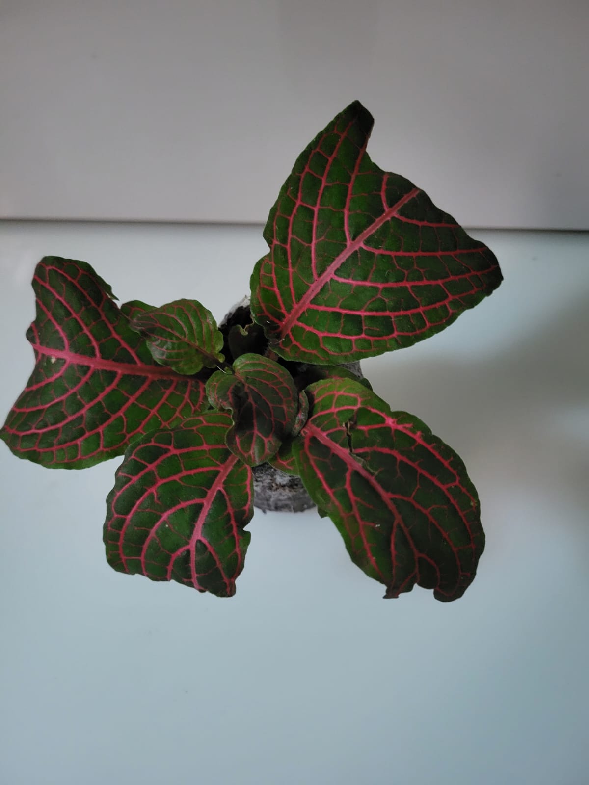 Beautiful Fittonia Nerve Plant – Vivid Color Combo (Pack of 5) foliage – Foliages India