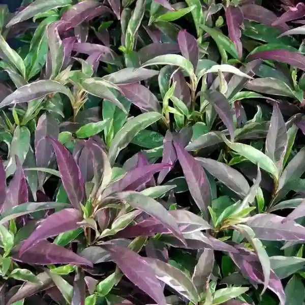 Barleria Obtusa Purple Gem Variegated Plant