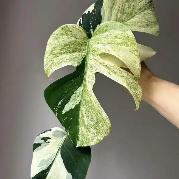 Monstera Mint Noid - Rare