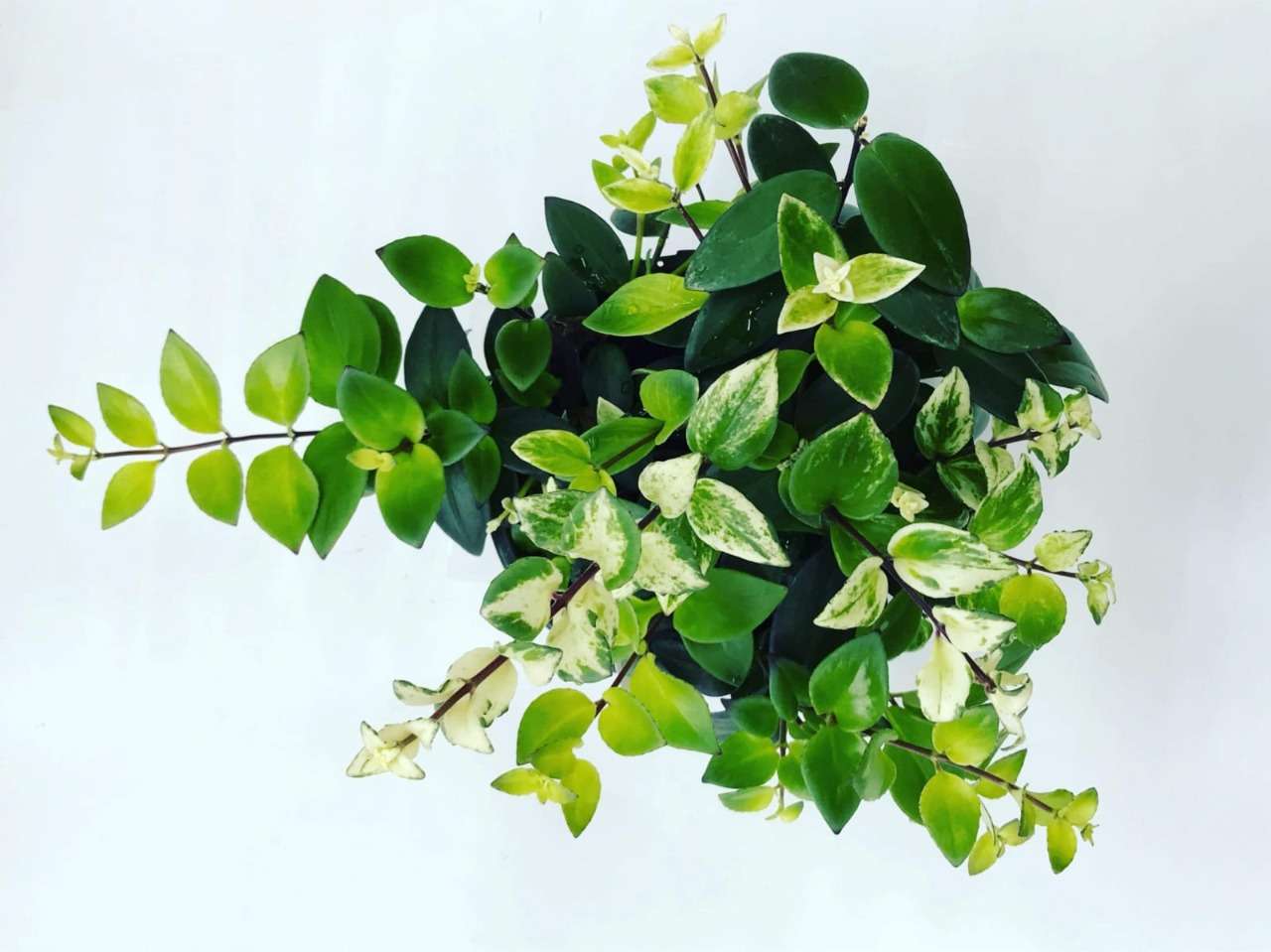 Lipstick Plant Variegated