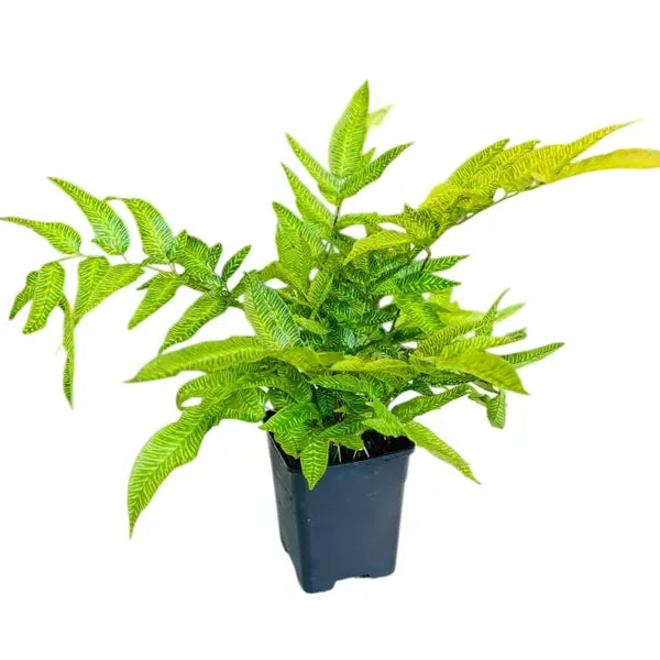 Coniogramme Emeiensis Golden Zebra, Striped Bamboo Fern - Rare