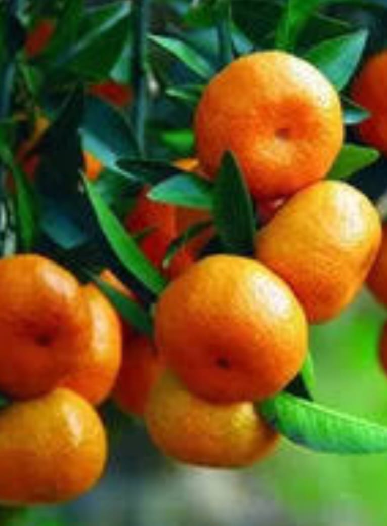 Sweet Bush Orange Fruit Plant - Keyfarm Wayanad