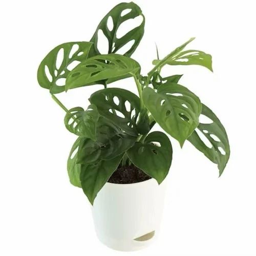 Philodendron adansonii