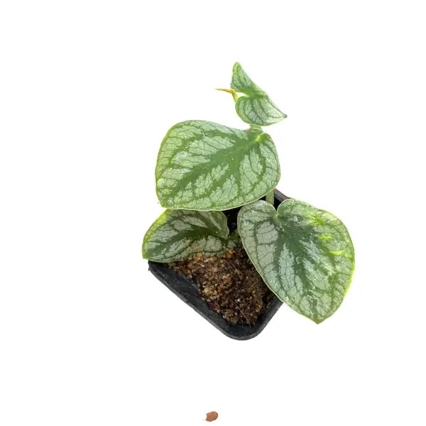 Monstera Dubia
