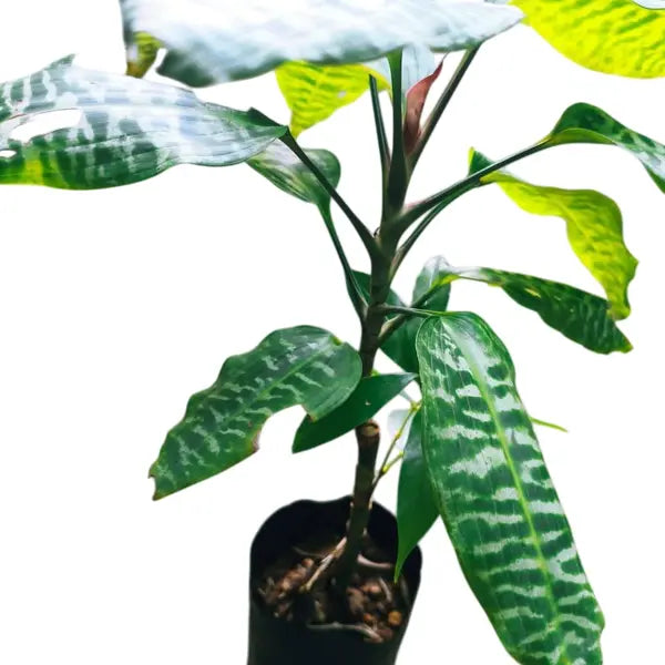 Dracena Goldieana