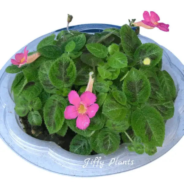 Episcia 'Harmony's Slinky Pink - Pink Flower