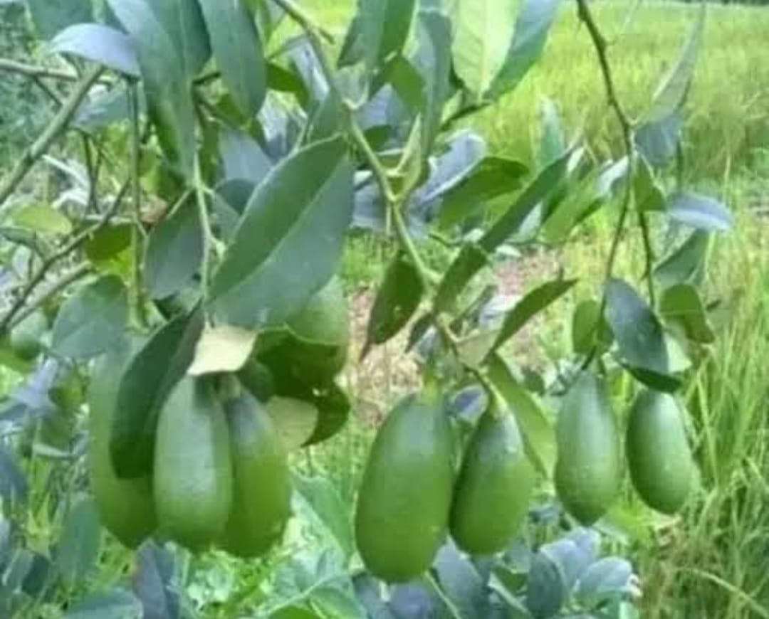 Assam Lemon Fruit Plant - Keyfarm Wayanad