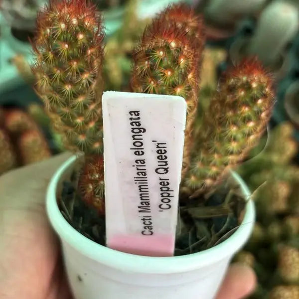 Cacti Mammillaria Elongata Queen