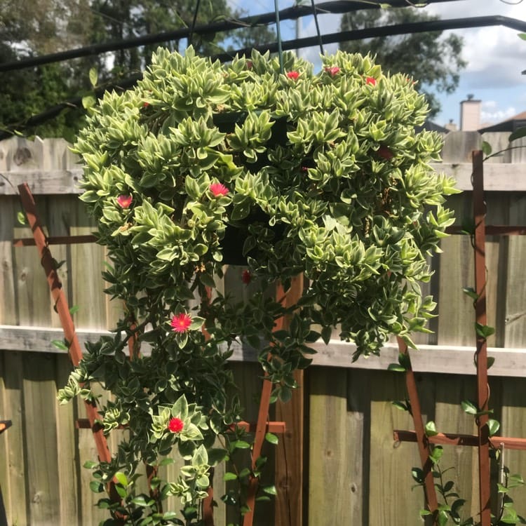 Baby Sunrose 'Variegated'(Heart leaf ice plant)