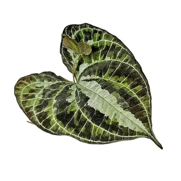 Dioscorea Discolor - Very Rare