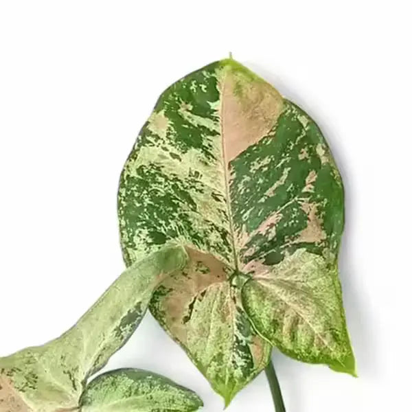 Syngonium Confetti Tricolor - Rare