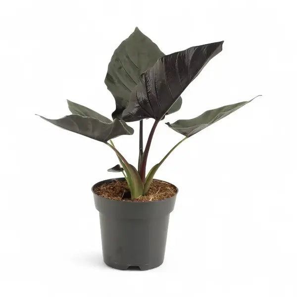 Alocasia Antoro Velvet
