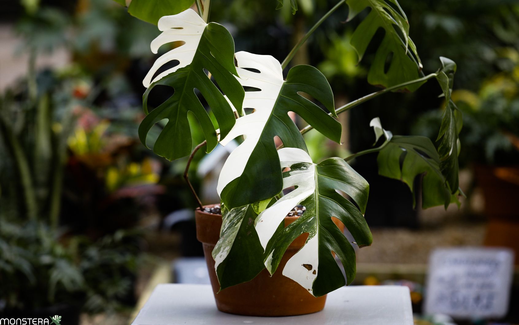 Lush Monstera Albo Variegated White leaves close-up – Rare Collector's Plant variegated foliage – buy online India