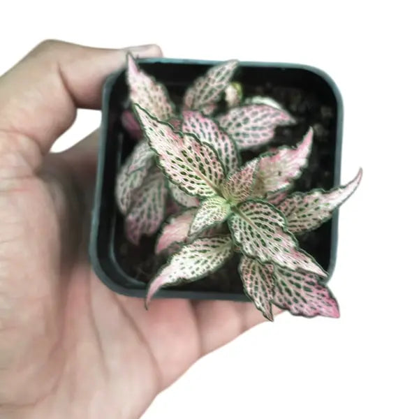 Fittonia Pink Tiger