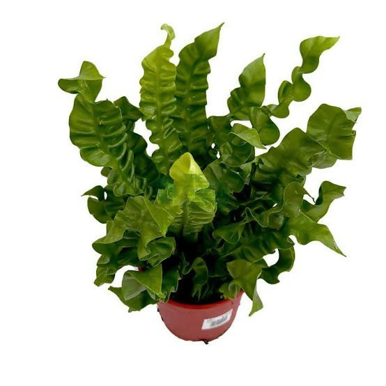 Crispy Wave Fern – Starter TC Plant - Ethereal DNA