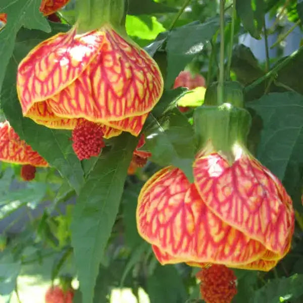Lantern Hibiscus