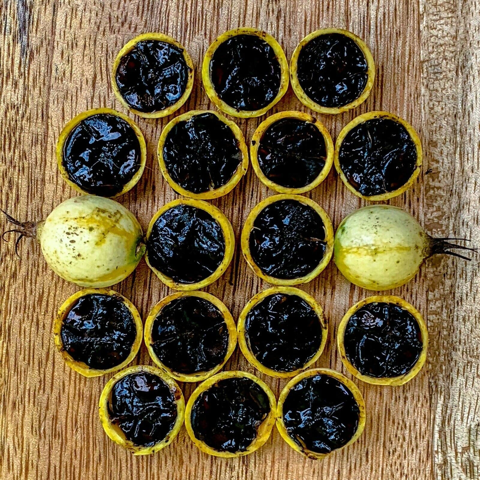 Black Berry Jam Fruit Plants (Randia Formosa)