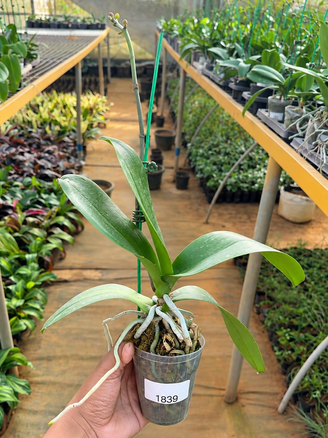 Phalaenopsis-1839