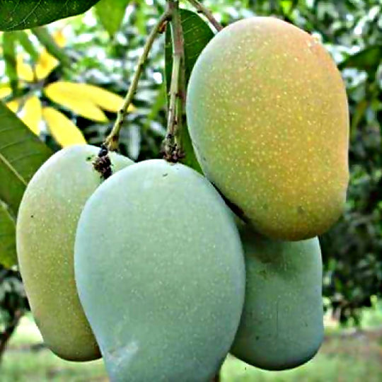 Kalluketti Mango Live Plant (Mangifera indica)