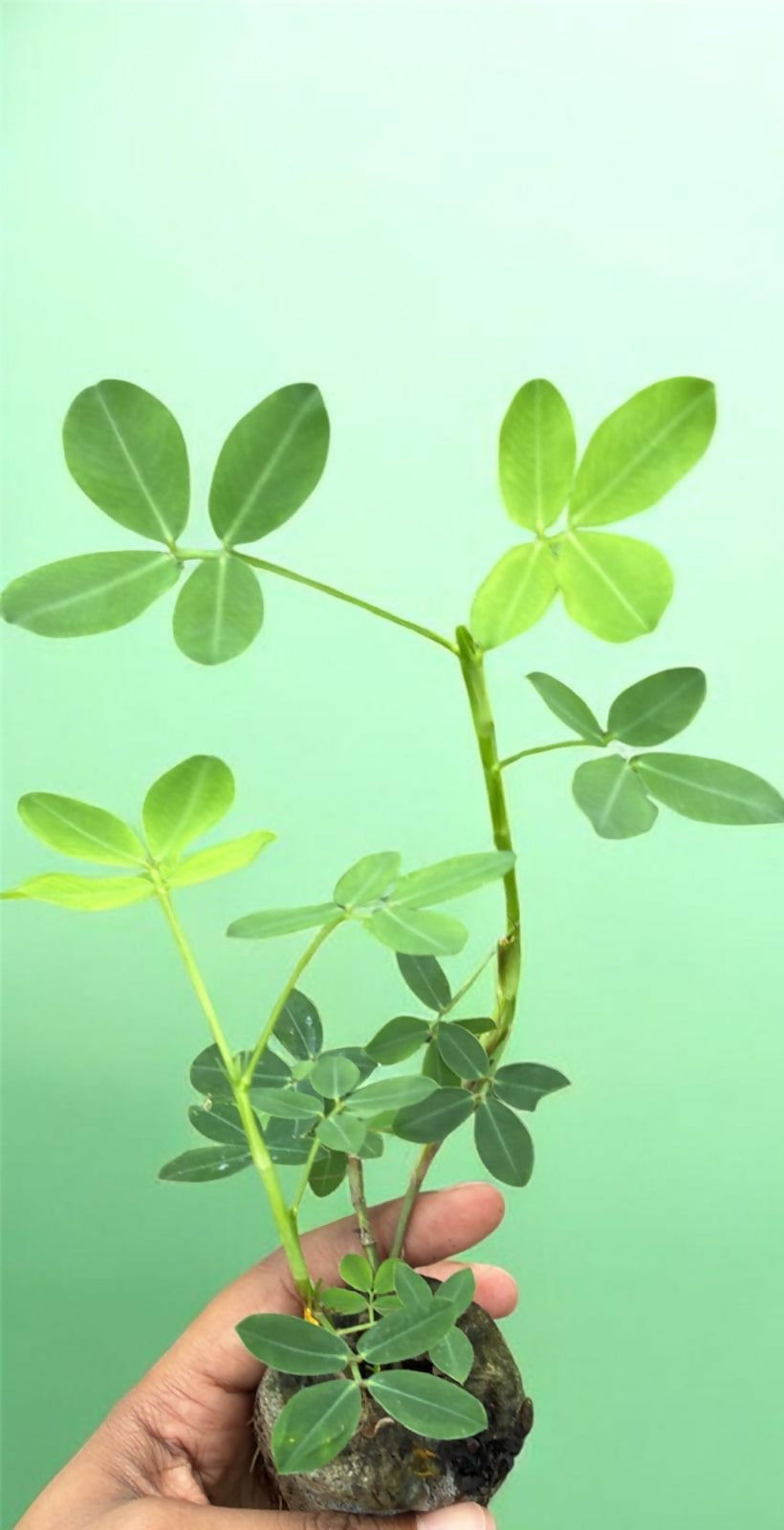Pinto Peanut-Jiffy sized-10 plants combo