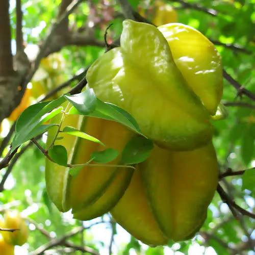 Giant Carambola – Live Grafted Exotic Fruit Tree - Keyfarm Wayanad