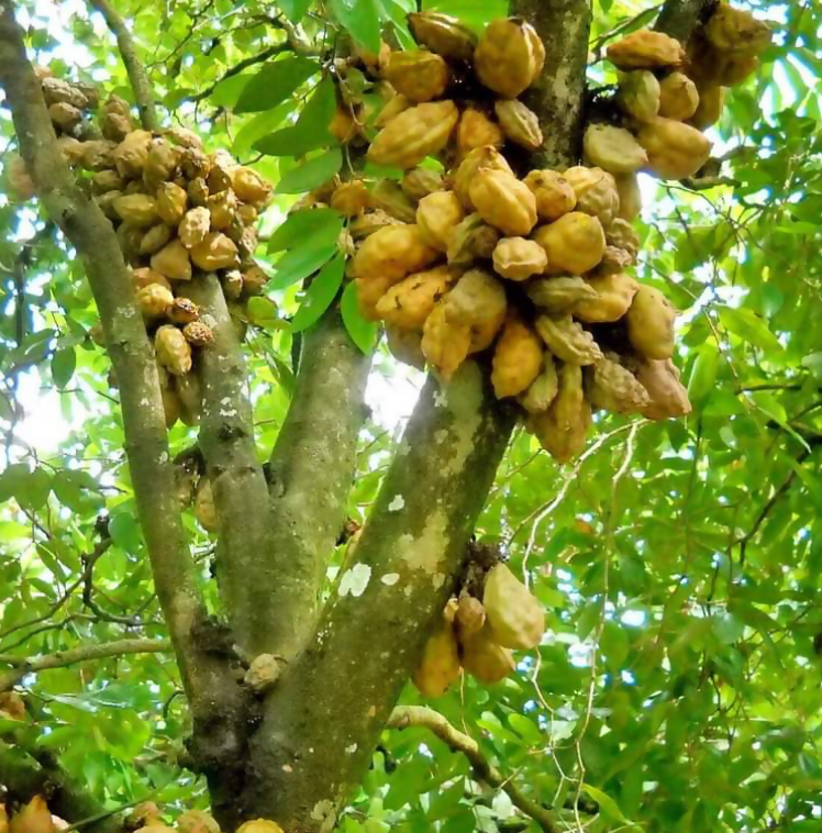 Nam Nam Fruit Plants (Cynometra Cauliflora)