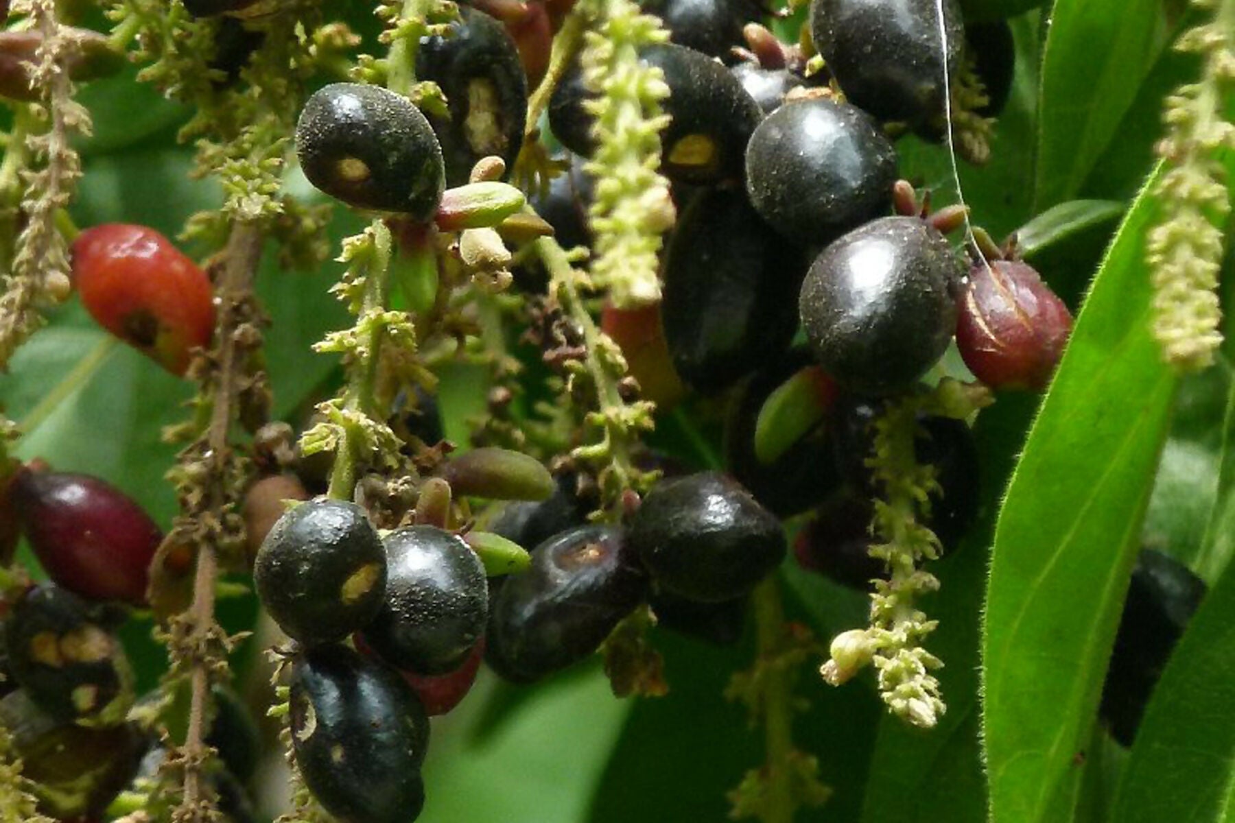 Kasam Fruit Plants (Erioglossum Rubiginosum)