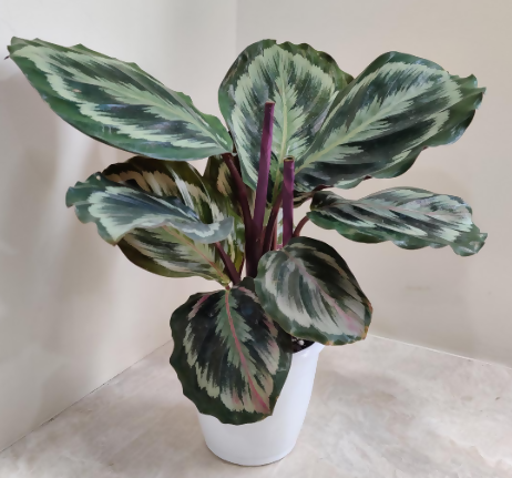 Calathea Roseopicta Marion- Tropical house plant- The Lush Flora