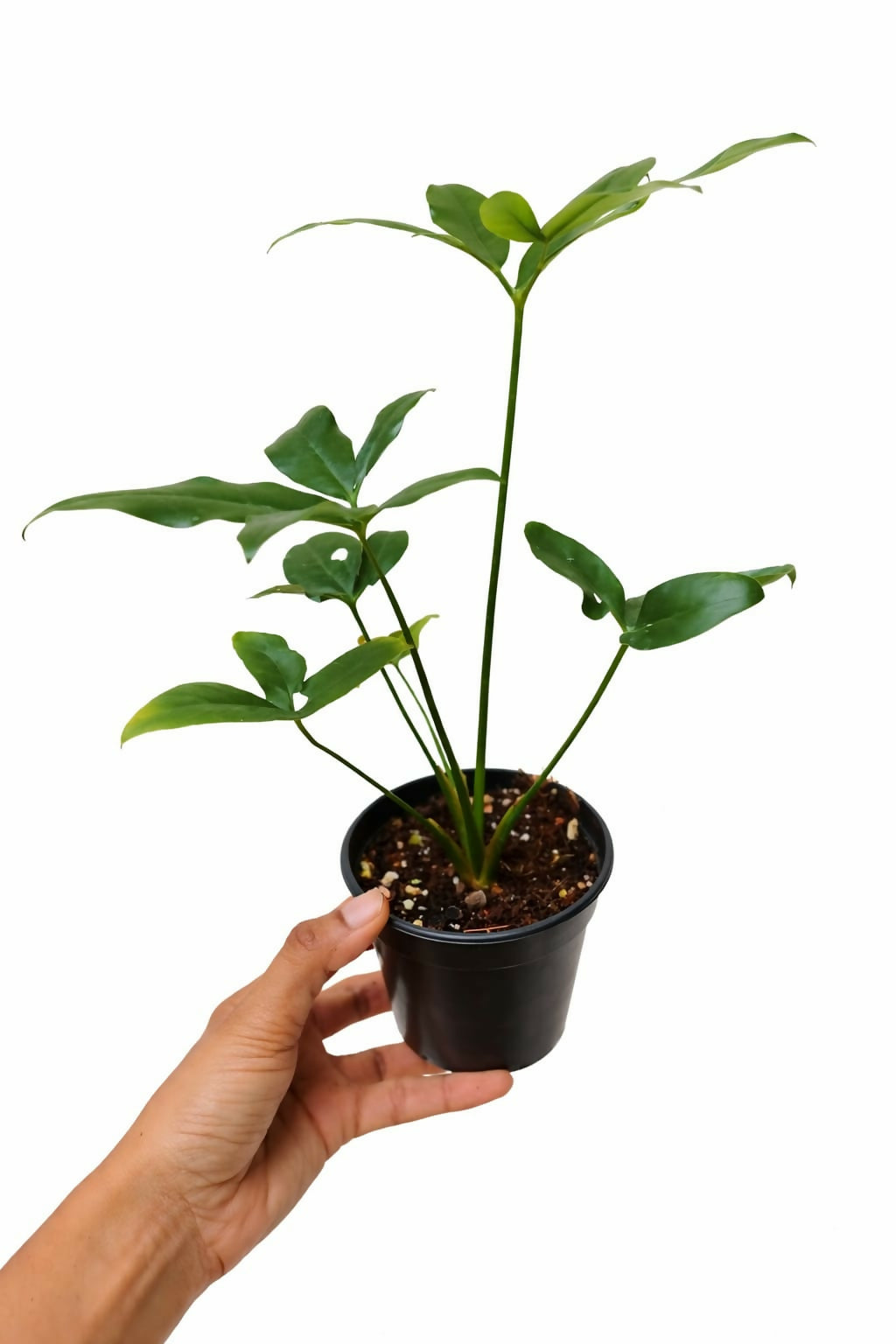 Philodendron Goeldii