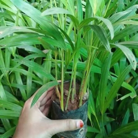 Areca Palm ‘Tropical Paradise’ (Dypsis Lutescens)