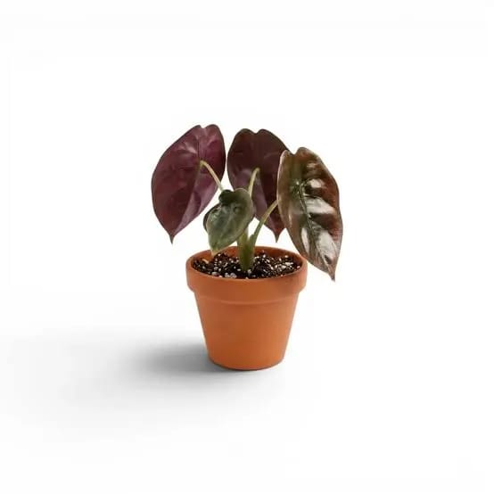 Alocasia Cuprea healthy live foliage plant – Foliages India