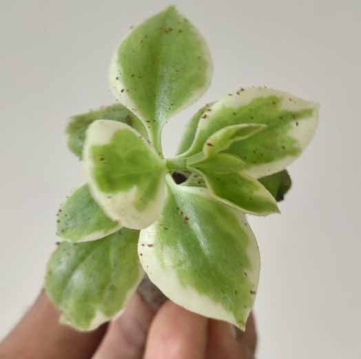 Baby Sunrose 'Variegated'(Heart leaf ice plant)