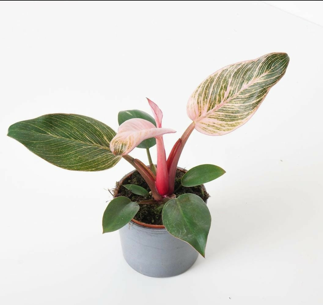 Philodendron Birkin Pink