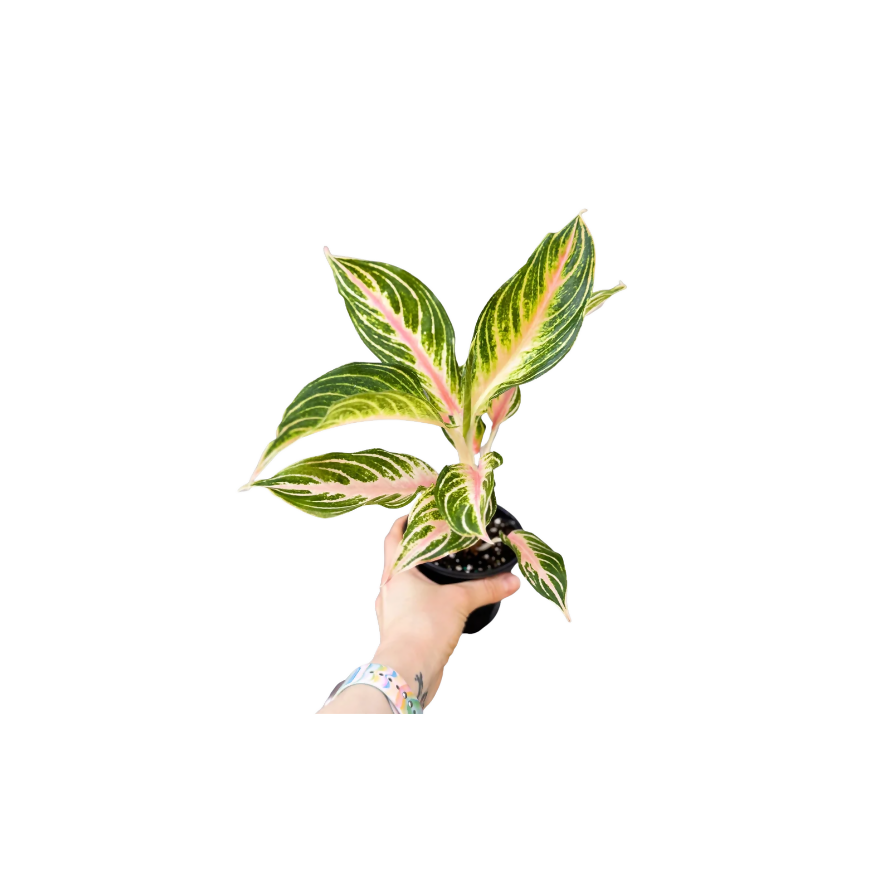 Aglaonema Peach Panama