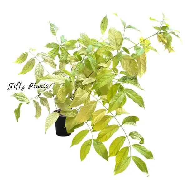 Golden Rangoon Creeper