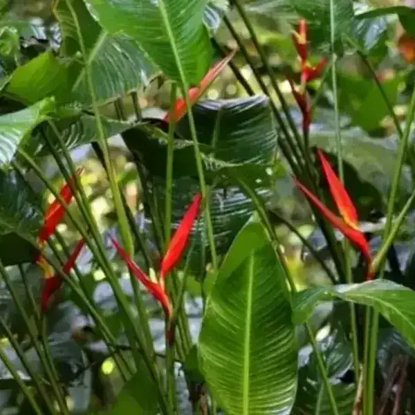 Heliconia Farinosa Rio