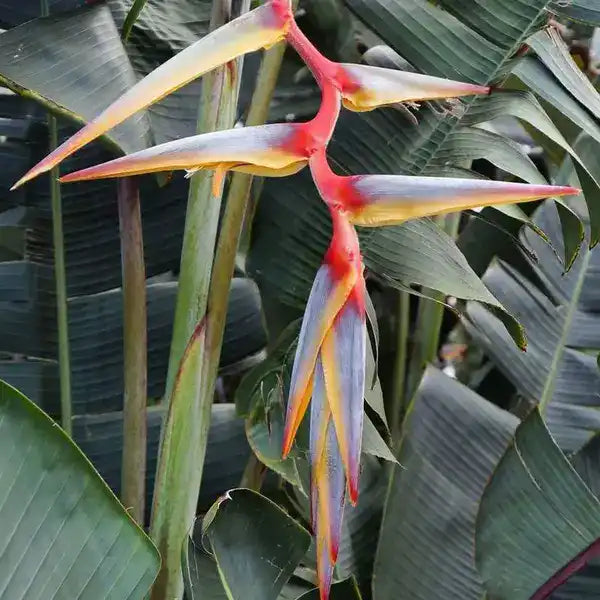 Heliconia griggsiana