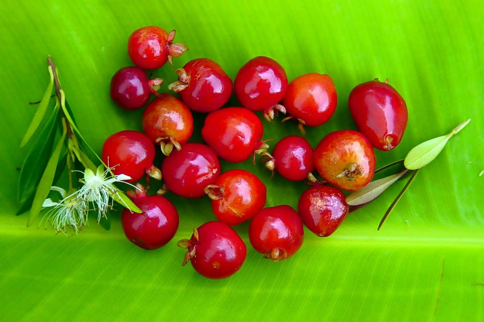 Cerejinha De Mattos Fruit Plants (Eugenia Mattosii)