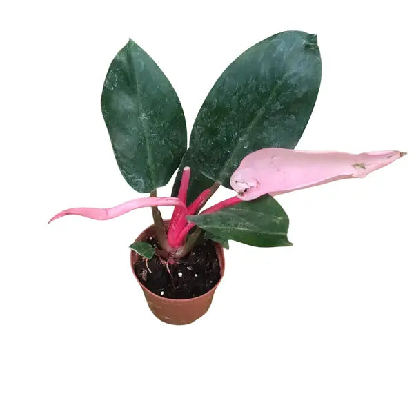 Philodendron Pink Congo - Rare