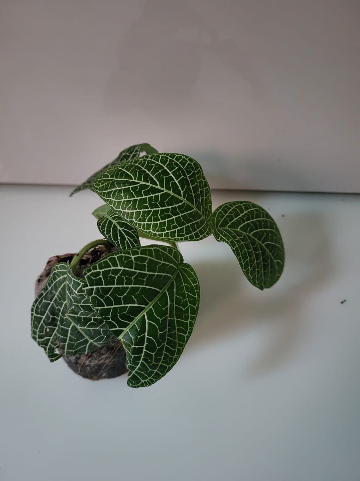 Beautiful Fittonia Nerve Plant – Vivid Color Combo (Pack of 5) foliage – Foliages India