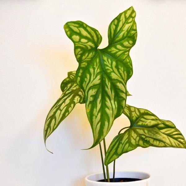 Cercestis Mirabilis - Rare