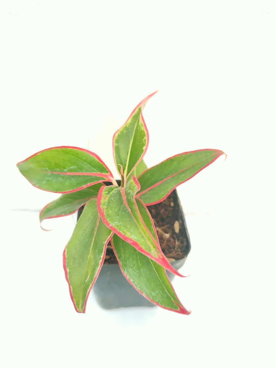 Aglaonema red lipstick