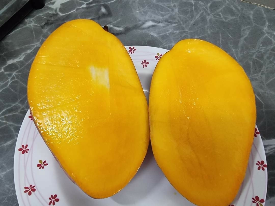 Yuwen Mango Live Plant (Mangifera indica)