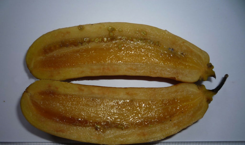 Candle Fruit Plants (Parmentiera Cereifera)