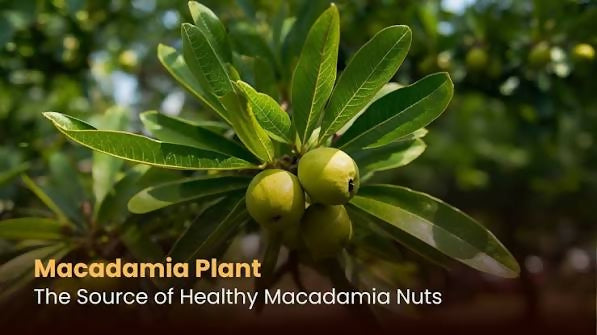 Macadamia Nut Plant - Premium Nut Tree - Keyfarm Wayanad