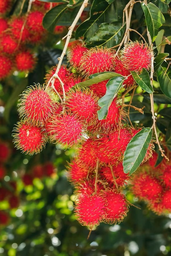 N18 Rambutan Live Plants (Red)
