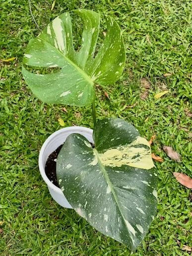 Monstera Deliciosa Thai apple mutation – Rare Collector's Plant - Aloevera Greens