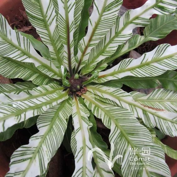 Variegated Bird's Nest Fern (Asplenium Nidus Variegated)